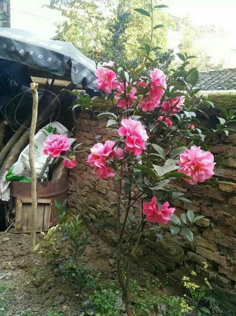 茶花球100~140cm