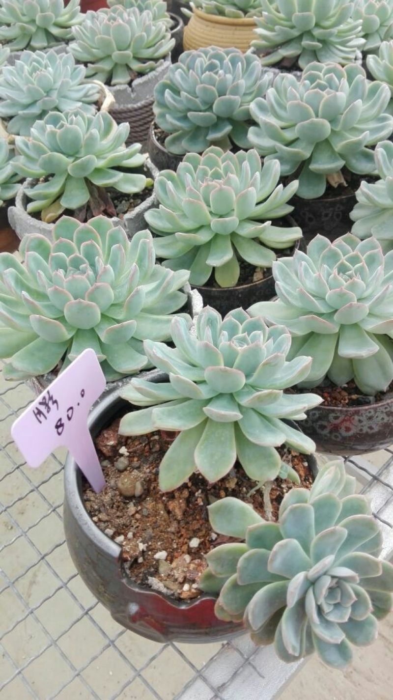 杨梅树30~50cm