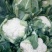 白花菜包装