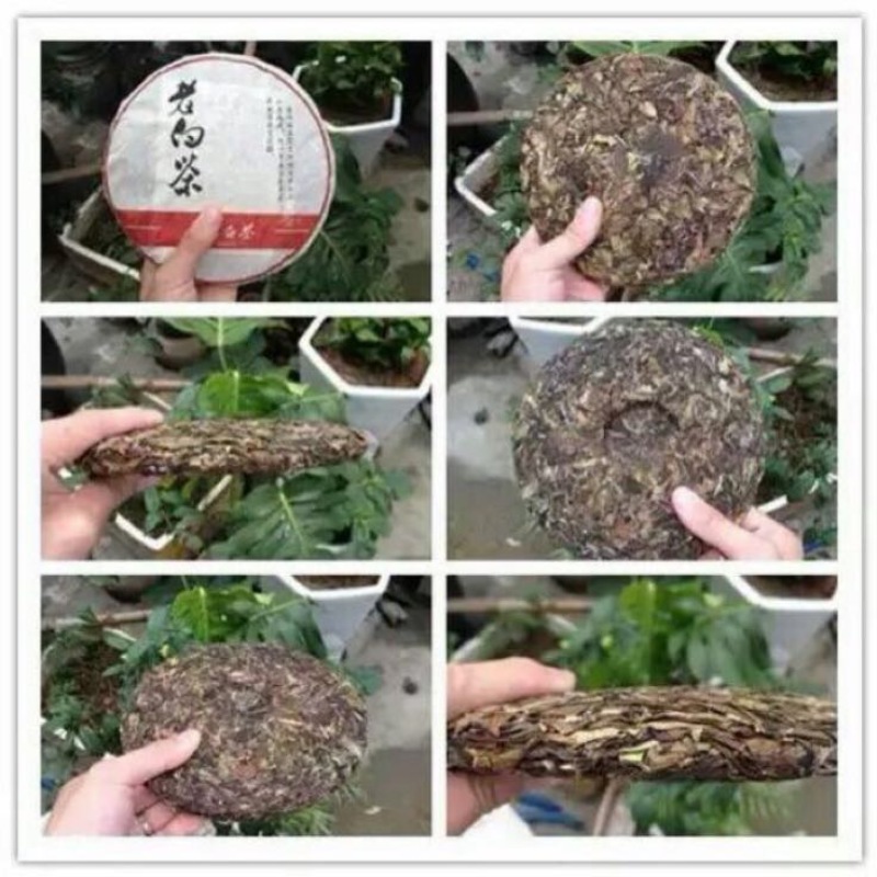 福鼎白茶