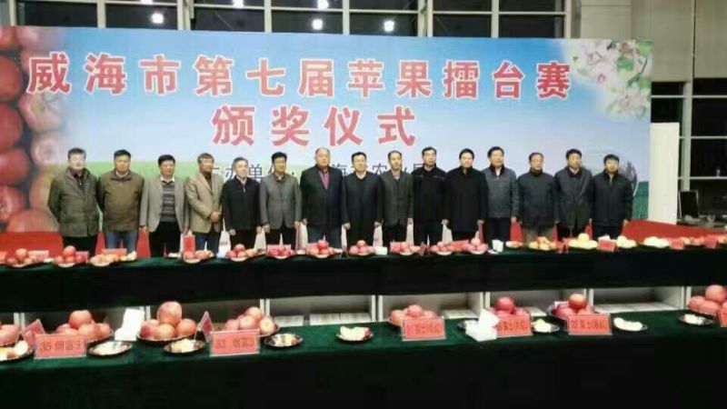 维纳斯黄金苹果正品精品树苗原产地直供品种纯正包活