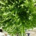 苦菊12~15cm