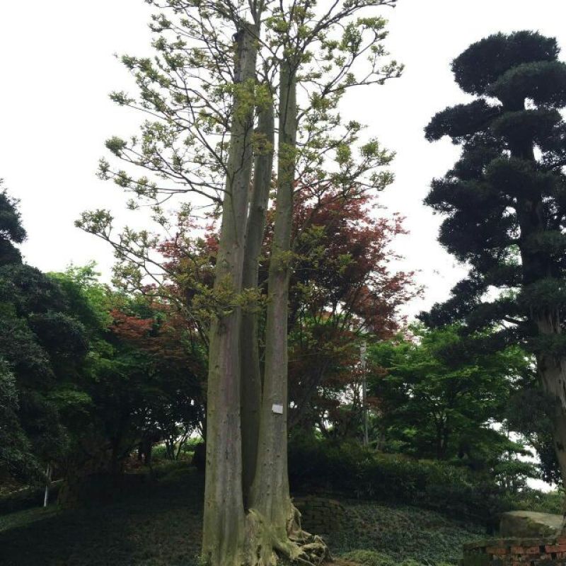 紫薇20cm以上，大叶紫薇，小叶紫薇，红火箭紫薇价格