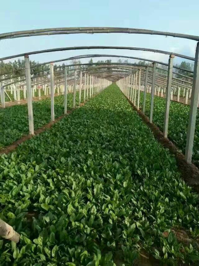 绿神菠菜15~20厘米