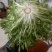 苦菊20~25cm