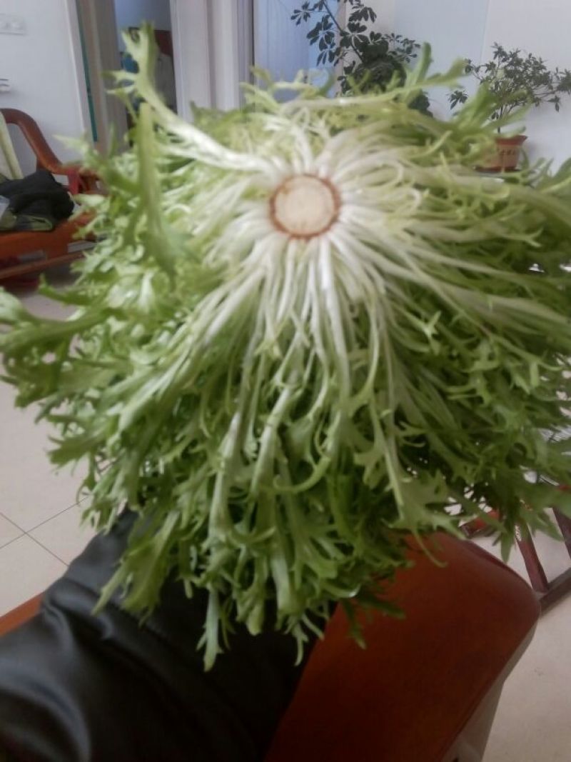 苦菊20~25cm
