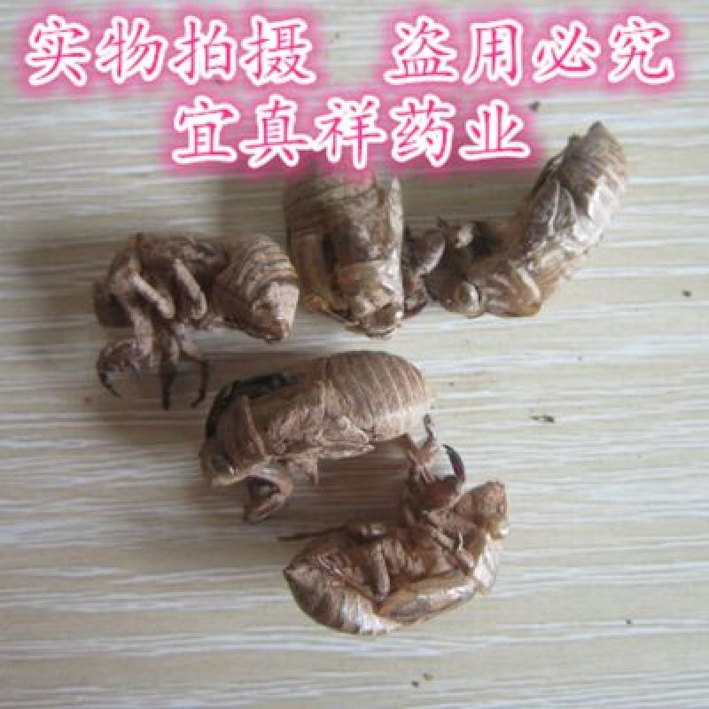蝉蜕水洗