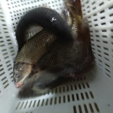 河鲤鱼食用1~2公斤