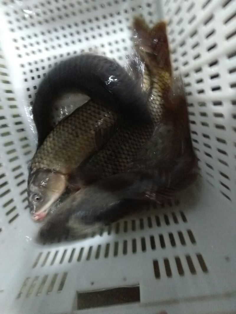 河鲤鱼食用1~2公斤