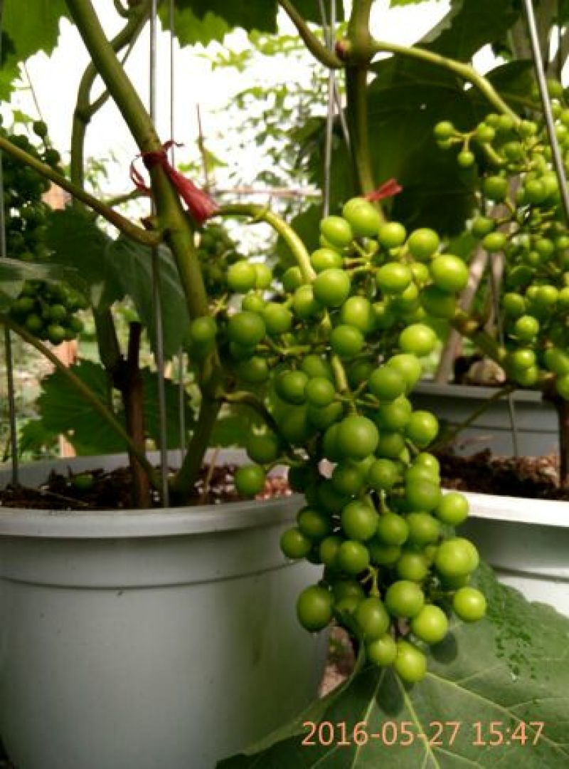 盆栽葡萄80~100cm