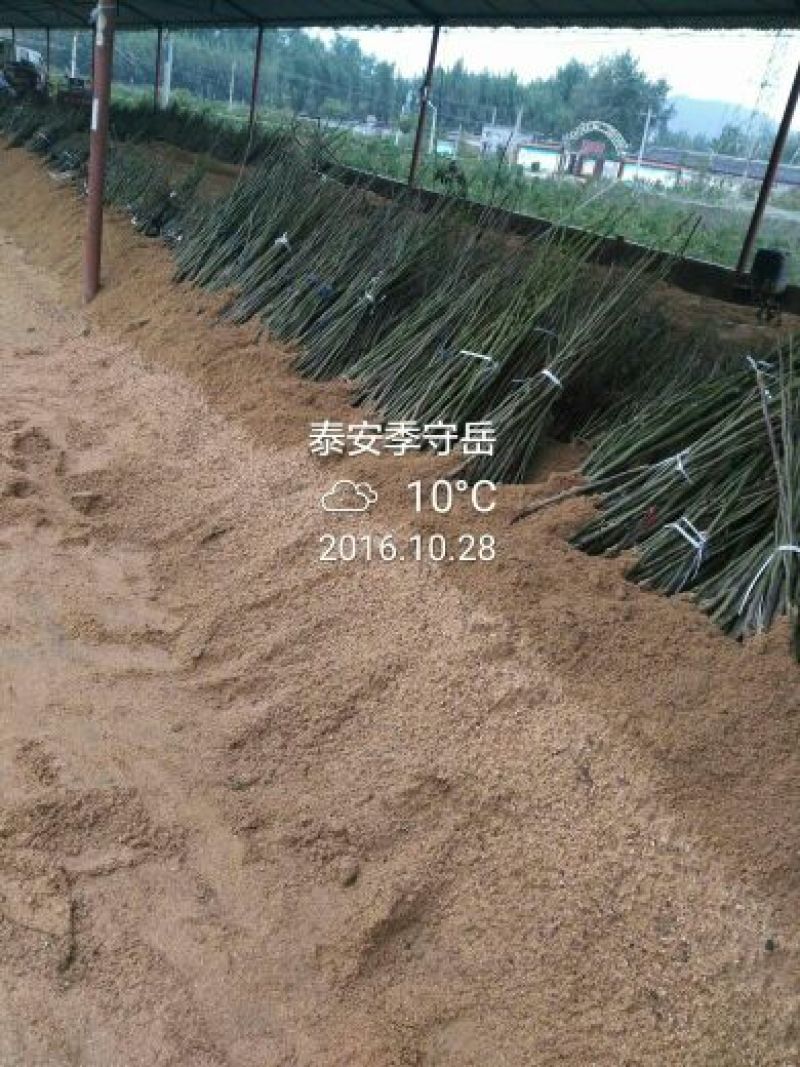 核桃苗纯正嫁接两年苗，品种香玲，强特，辽核