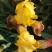 孔雀草