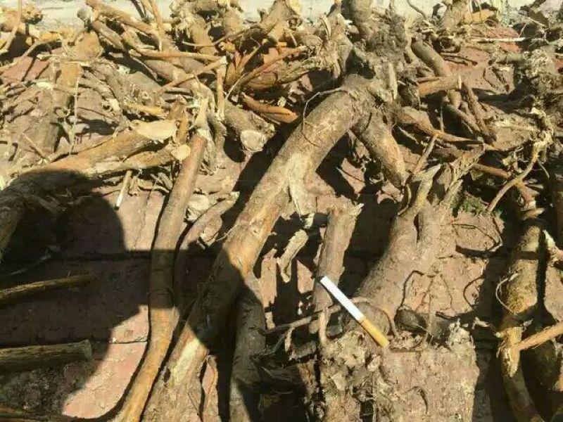 苦参