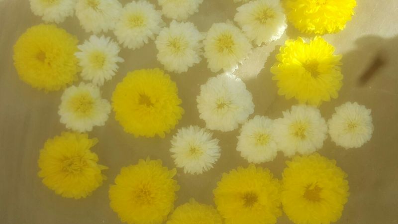 菊花茶