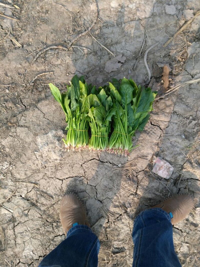 大叶菠菜15~20厘米
