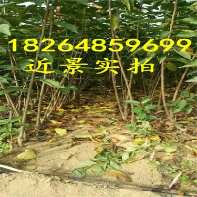 樱桃树苗2年80cm以上