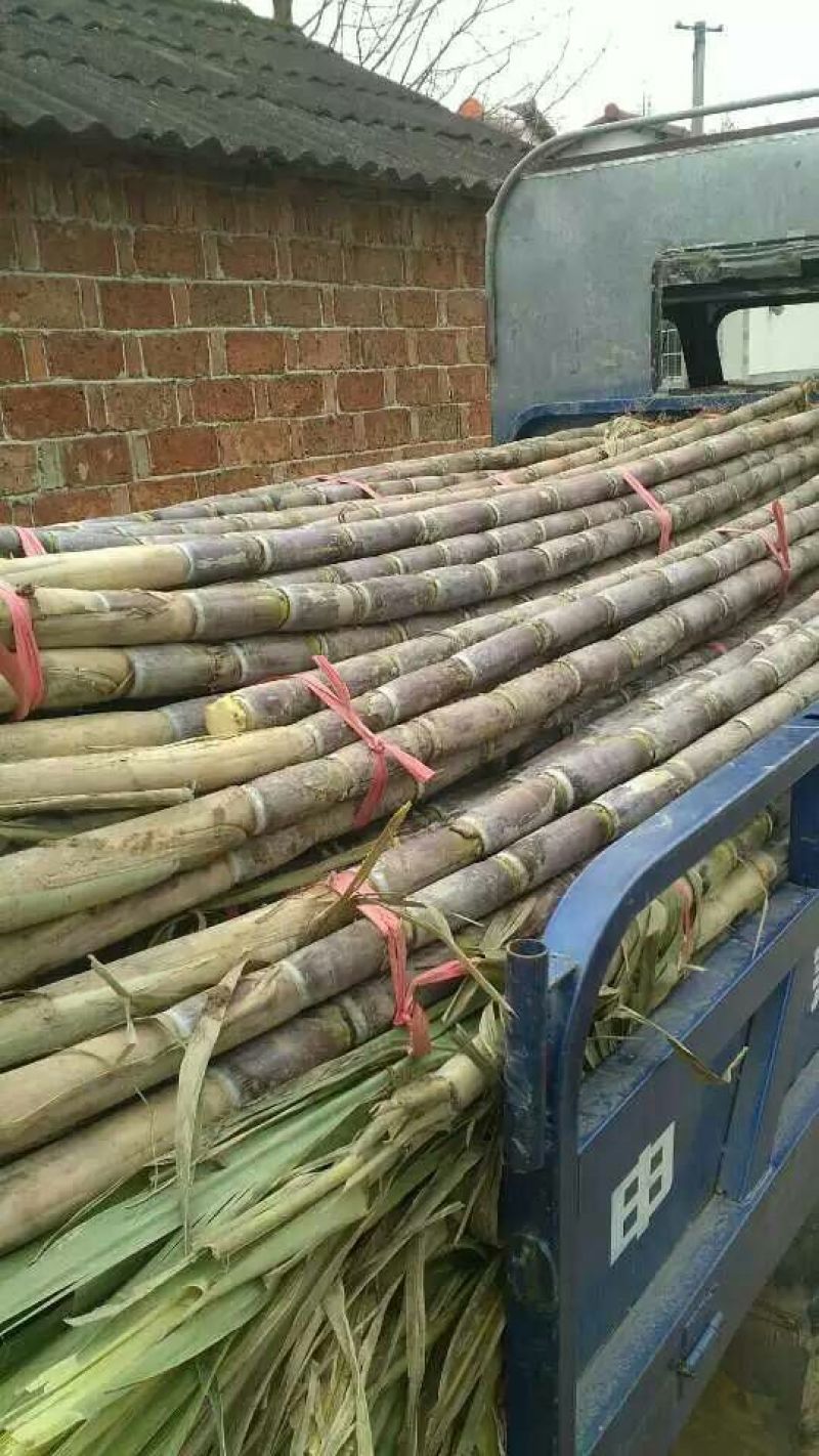 青皮白玉甘蔗青皮甘蔗50000亩