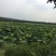 生态甲鱼