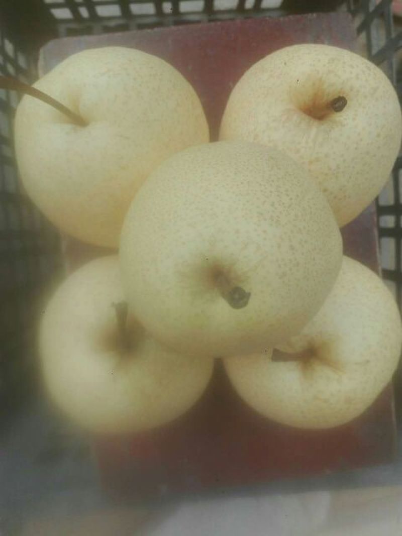 酥梨纸加膜
