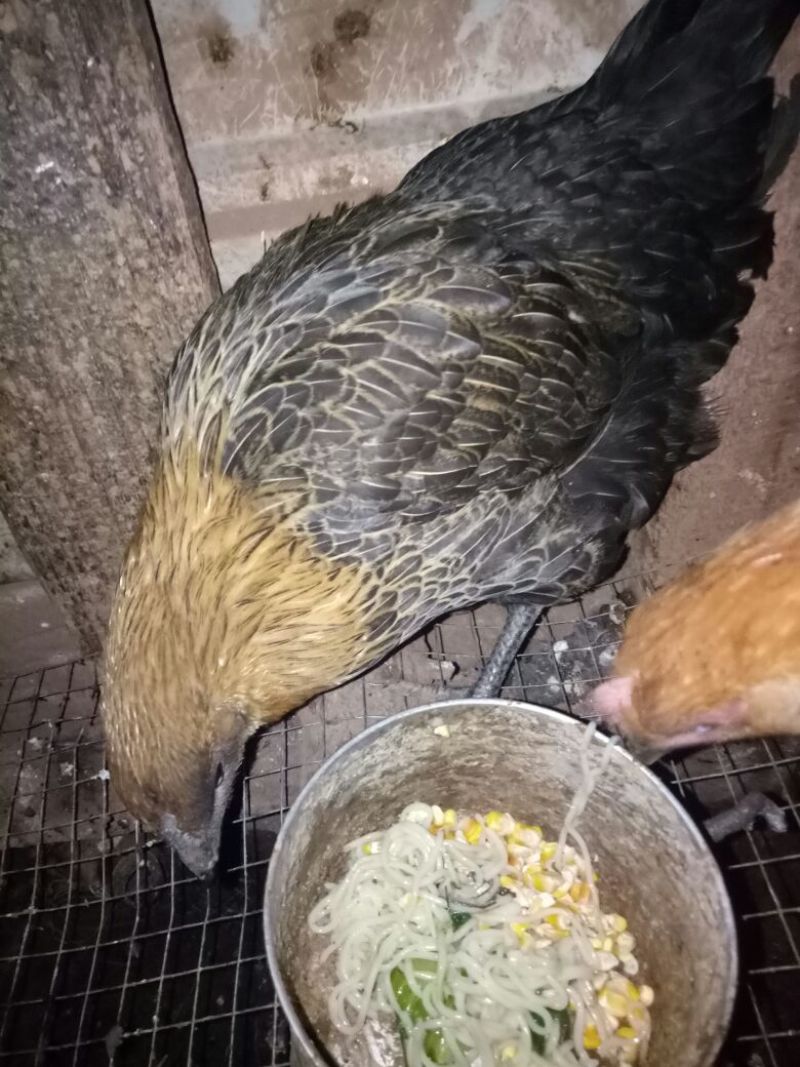 土鸡苗250克以下脱温苗