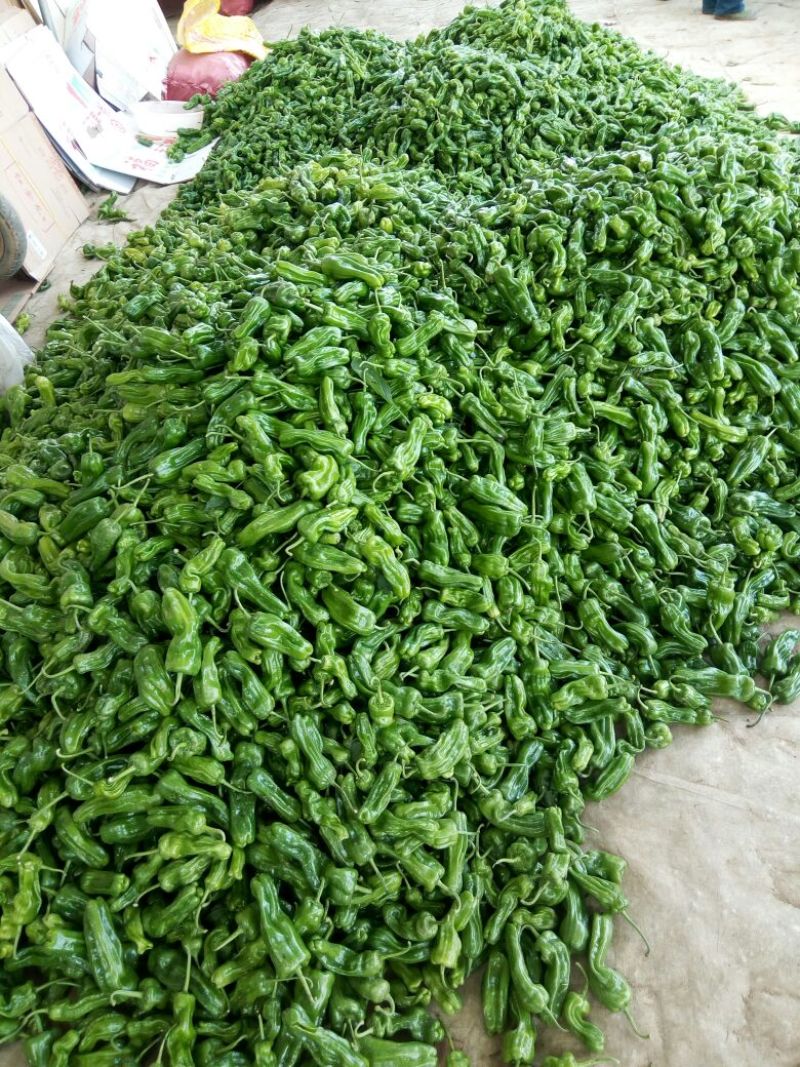 砀椒三号10~15厘米中辣青