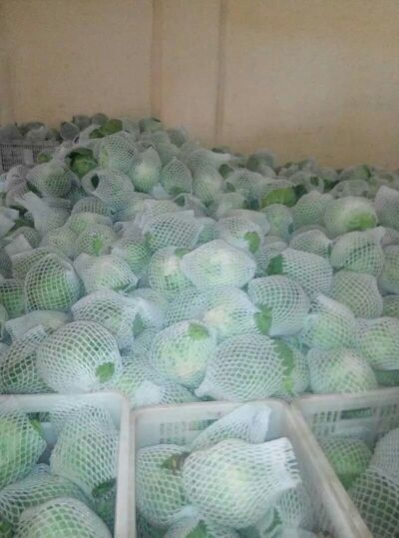 邯郸甘蓝货源充足，质量好。可散装，袋装，冷库打冷。