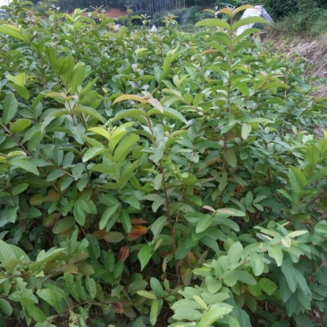 番石榴苗50~80cm