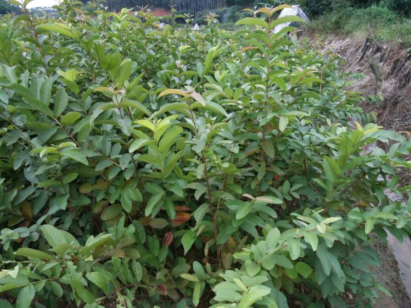番石榴苗50~80cm