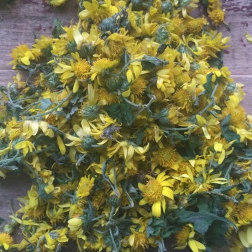 菊花茶开花