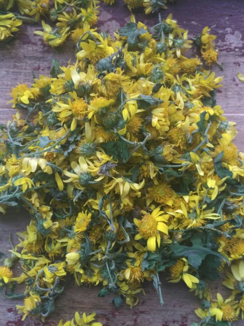 菊花茶开花