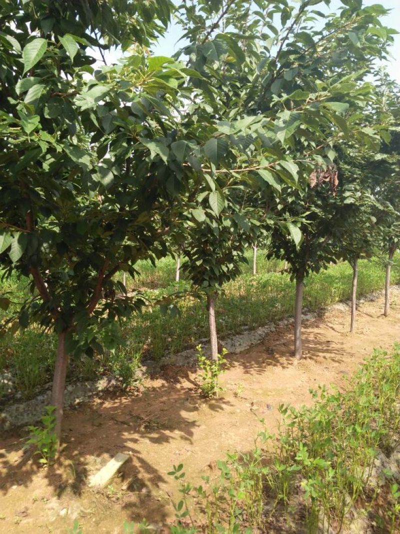 樱花树，树形好，樱花树，树形好