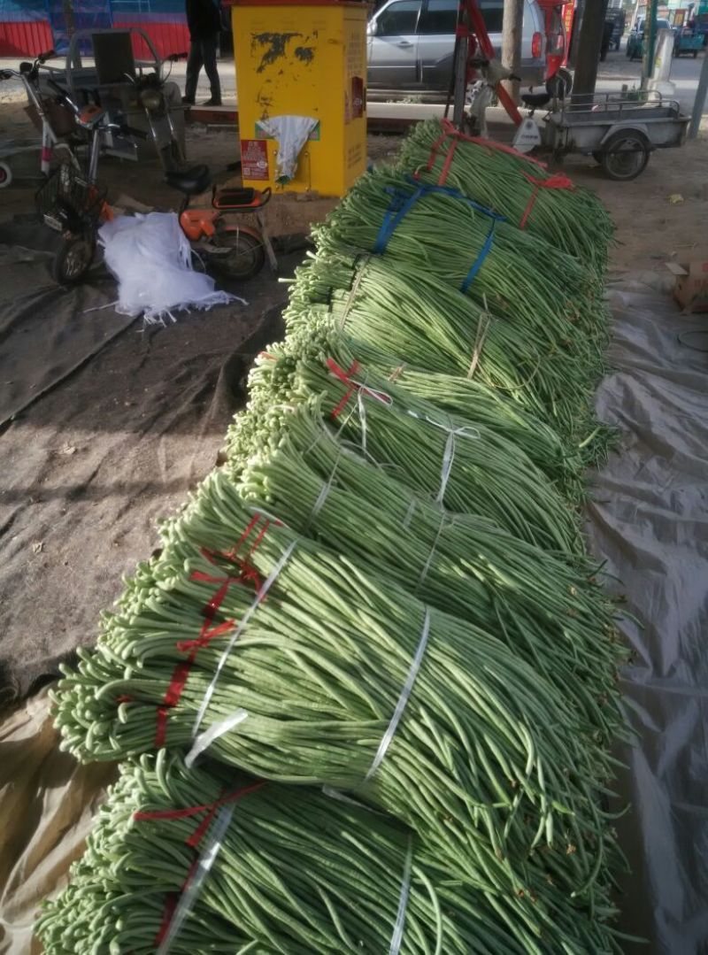山东精品豆角原产地一手货源诚信经营量大价优全国代发
