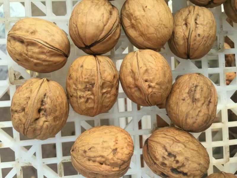 纸皮核桃30mm以上去皮