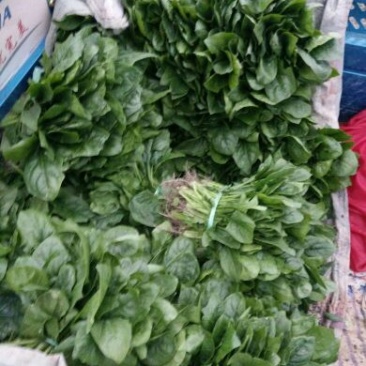 大叶菠菜20~25厘米