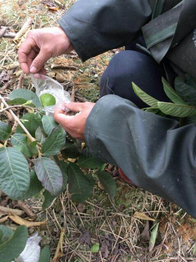 广西北流纯芭乐白心番石榴瘦身果热带水果，香糯软