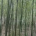 绿竹3~4m