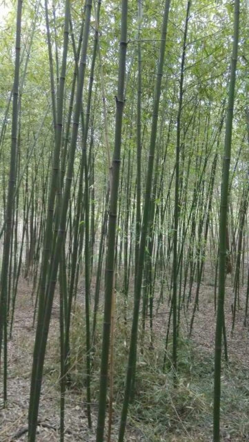 绿竹3~4m