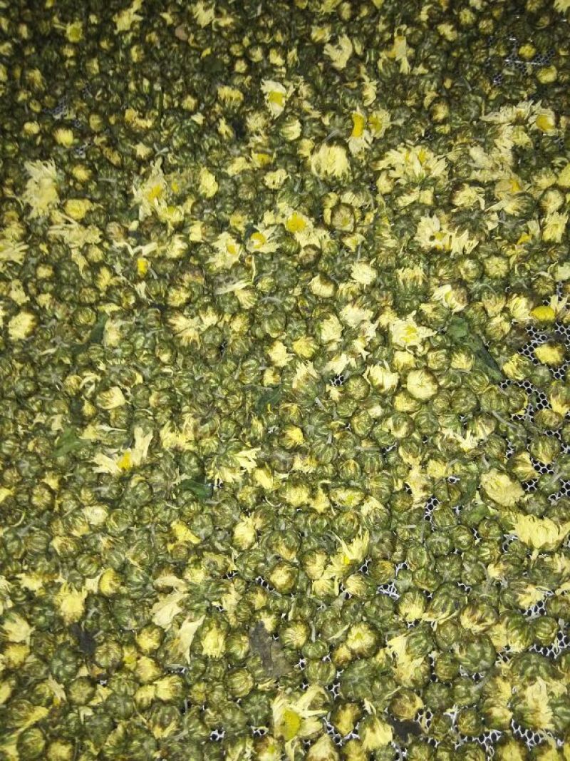 杭州白菊散装