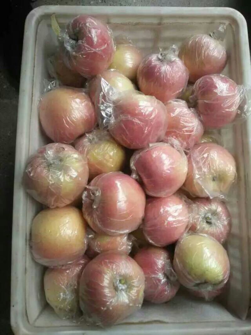 【精品红富士】山西运城膜袋富士脆甜可口一手货源可视频看货