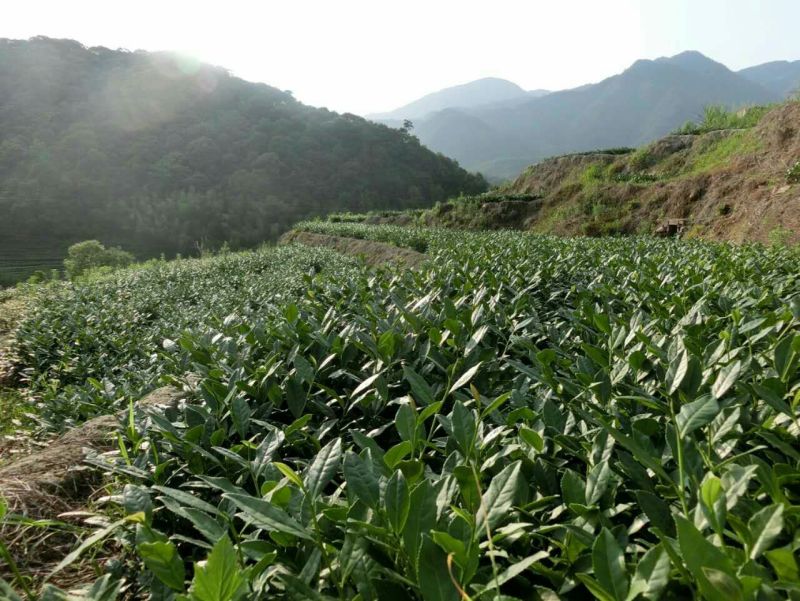 观音茶一级
