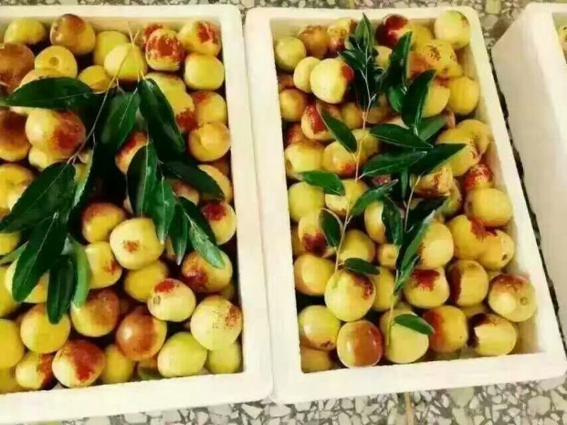 大荔冬枣直口