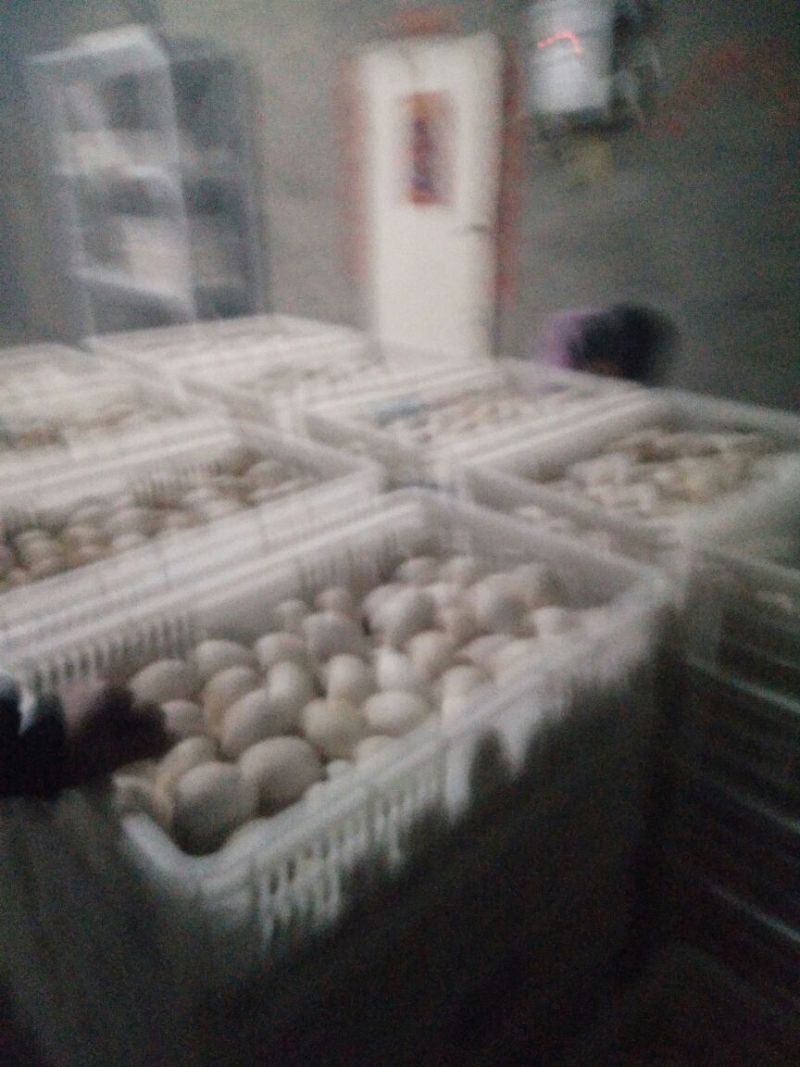三花鹅苗250g以下
