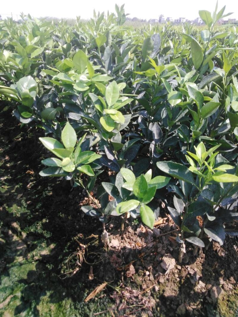 纽荷尔脐橙苗30~50cm纽荷尔脐橙苗30~50cm