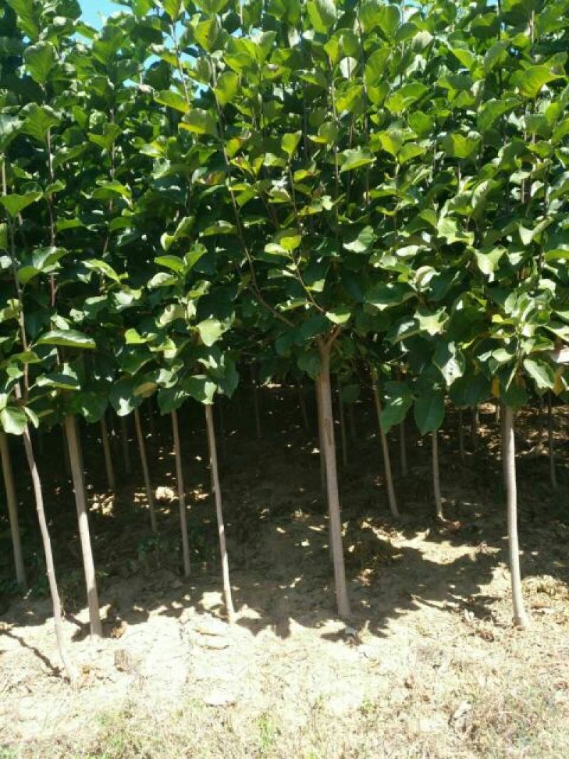 紫玉兰价格质量好无中介