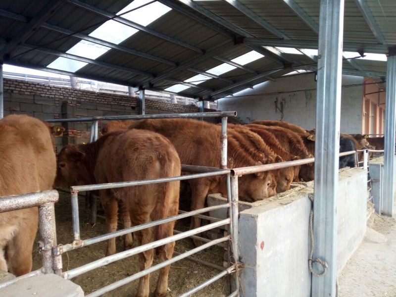 鲁西黄牛100~200kg