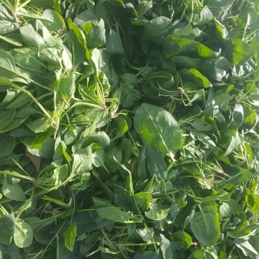 越冬菠菜10~15厘米