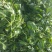 越冬菠菜10~15厘米