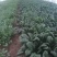 大叶菠菜15~20厘米