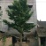 银杏树12公分，基地直供，一手货源无中介。现场打号挖树