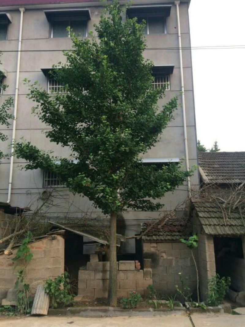 银杏树12公分，基地直供，一手货源无中介。现场打号挖树